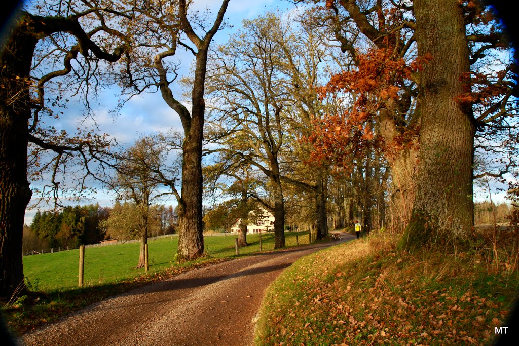 Eichenallee am Gutshof Ettenhofen, Delling, Seefeld, 11/2013, (MT) by MT-Puchheim