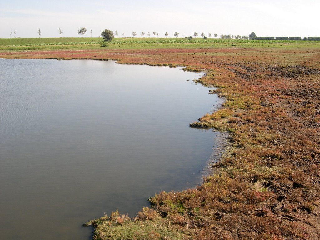 Salt marsh vegetation with Salicornia by A.S. Kers