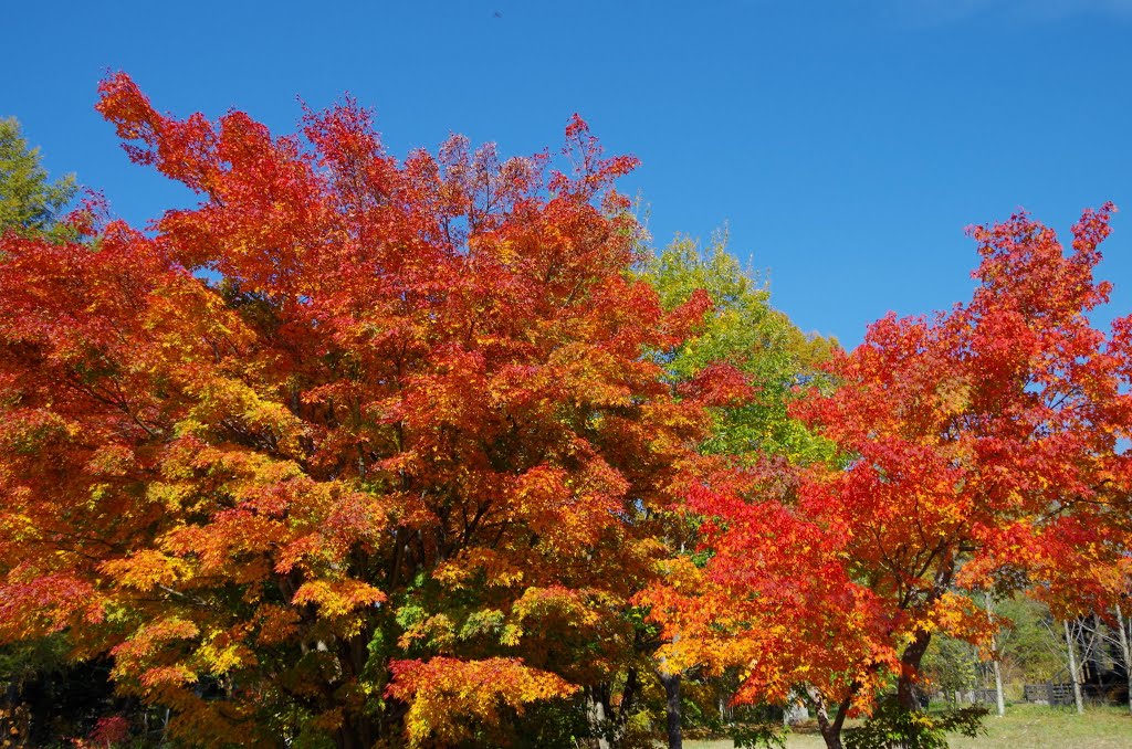 八ヶ岳山麓の紅葉　2013.Oct. by yatsu111