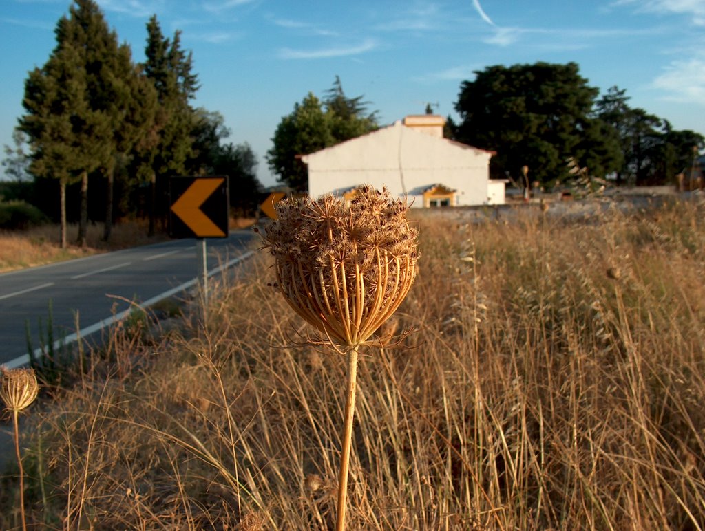 alentejo by Netto Monteiro