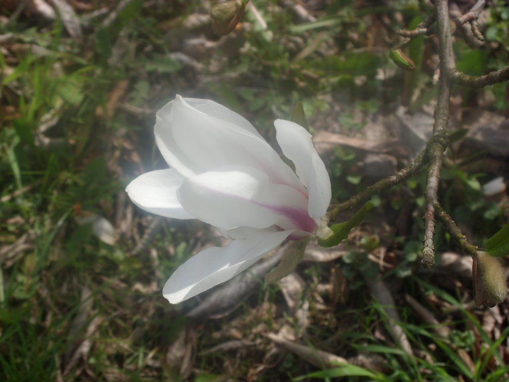 Ogród botaniczny (fot. Milena B.) by Jacek białobrzeski