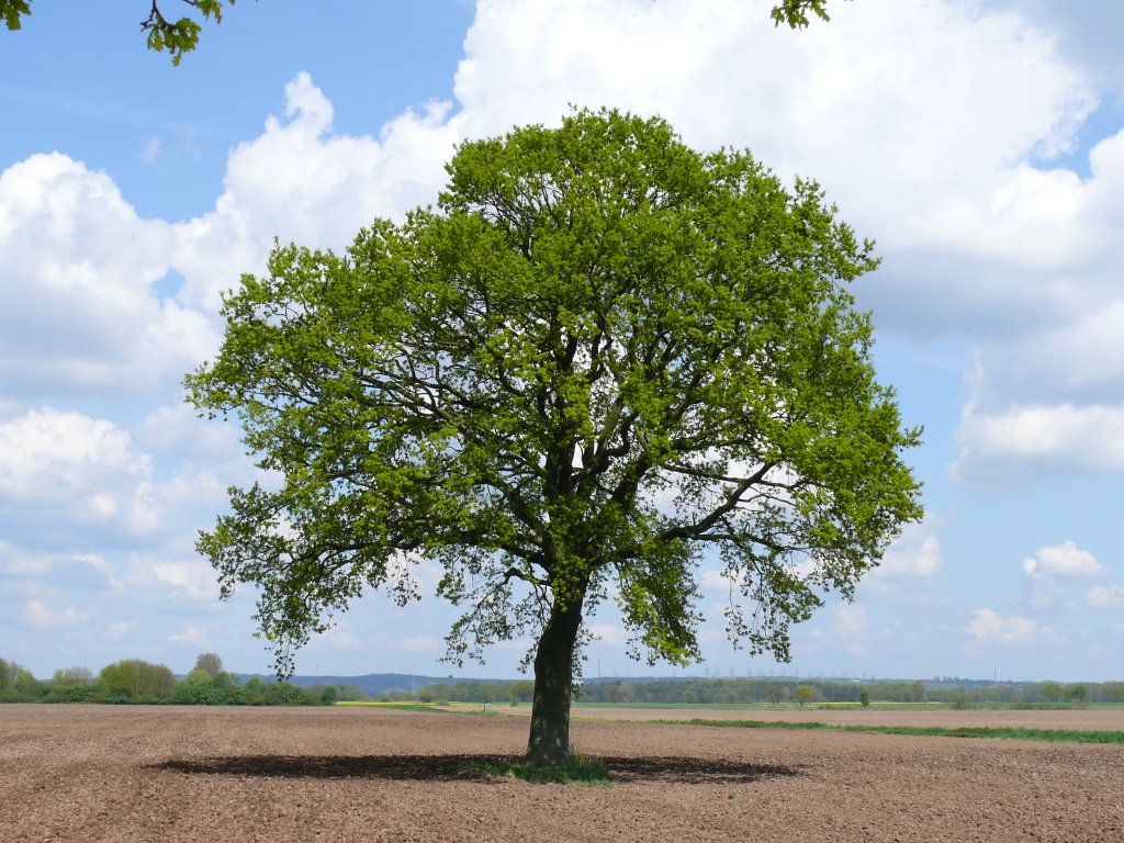 Frühlingsbaum by Robert (elch)