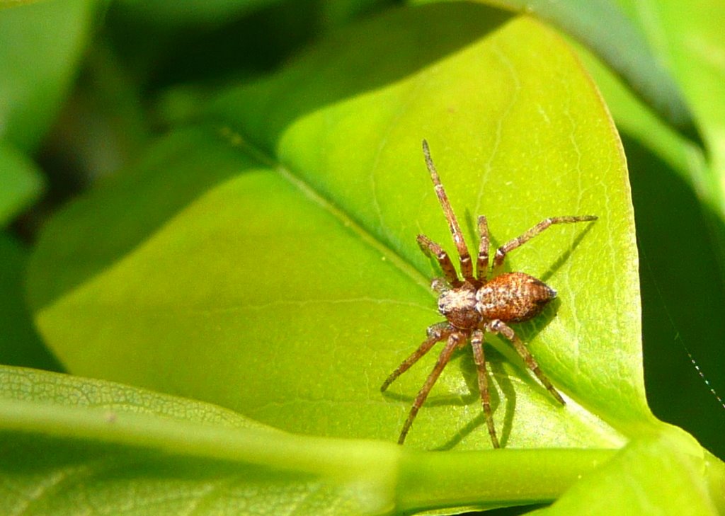 Spinnchen by Der SIGGY