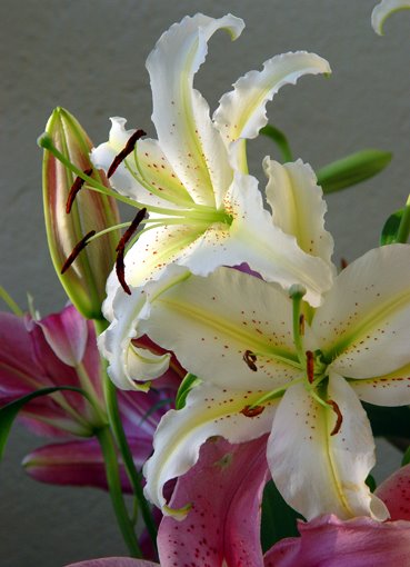 White and pink flowers by Bojidar Hinkoff