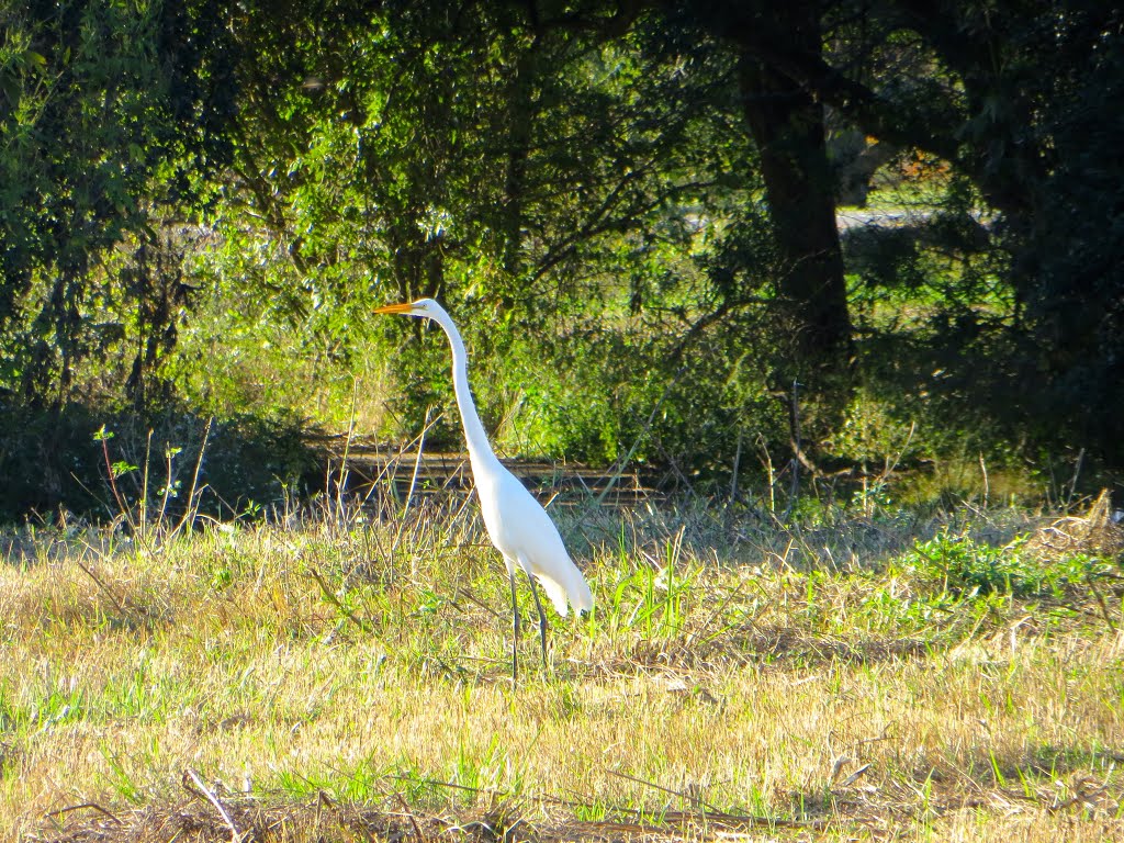 Great Egret in City Park by Eye Panic