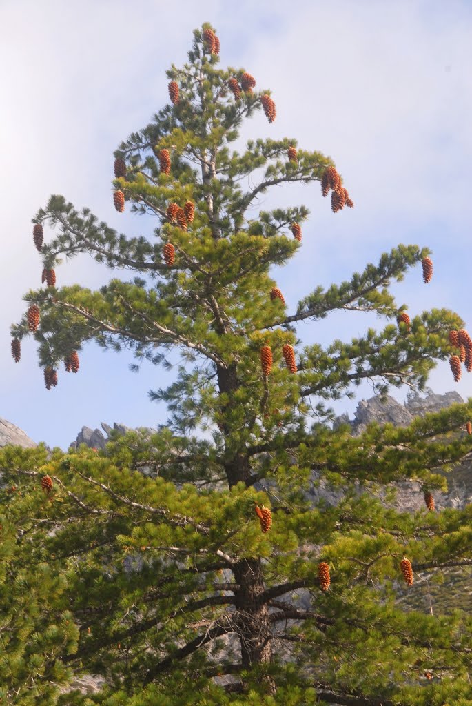 Sugar Cone Pine (Pinus lambertiana ), Castle Crags Wilderness, PCT, California by Damon Tighe