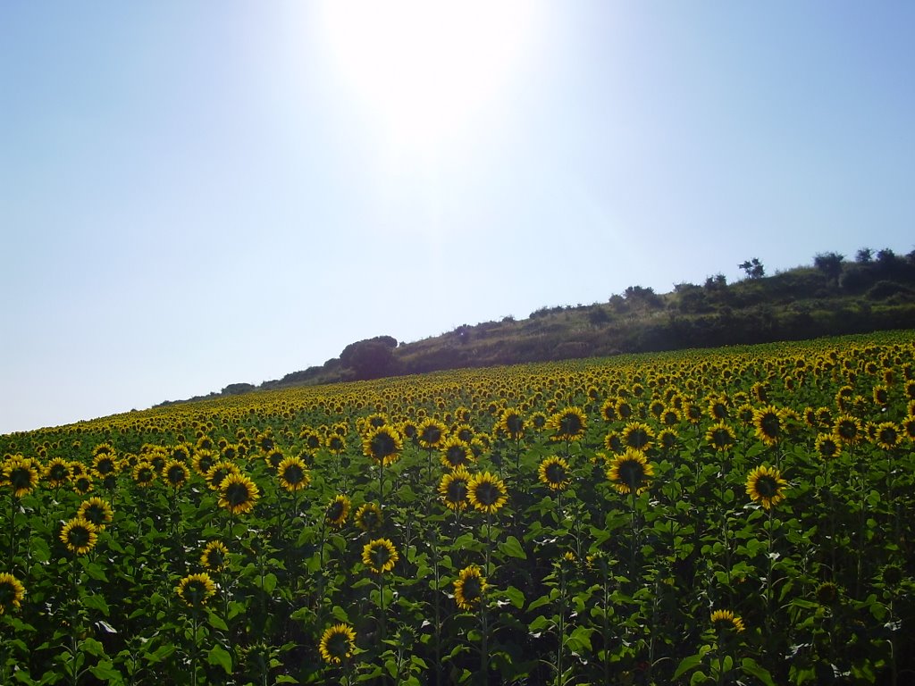 Girasoles by Dácil