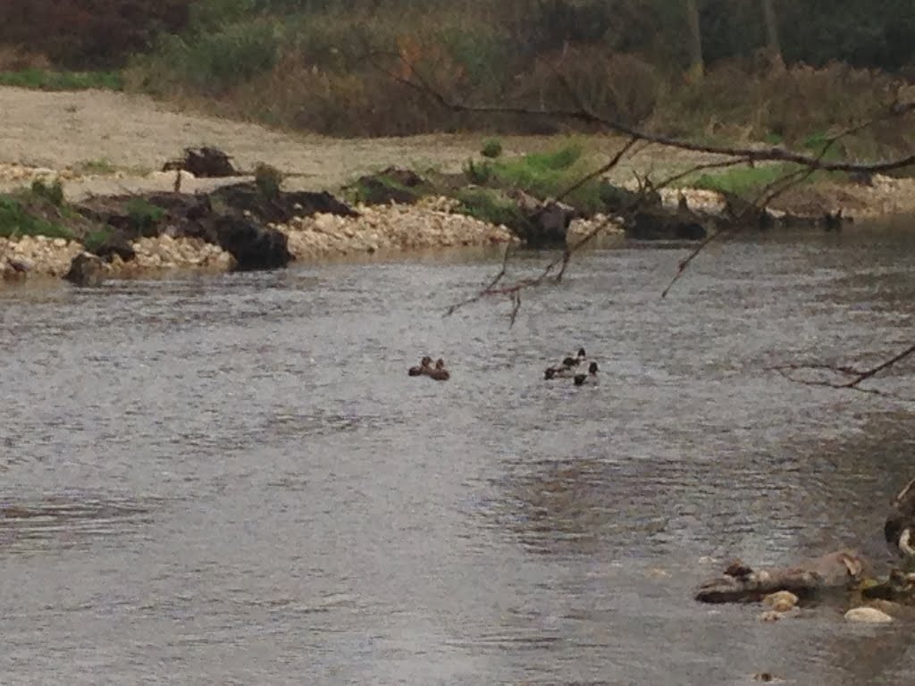 DuPage River Ducks by TomKazale