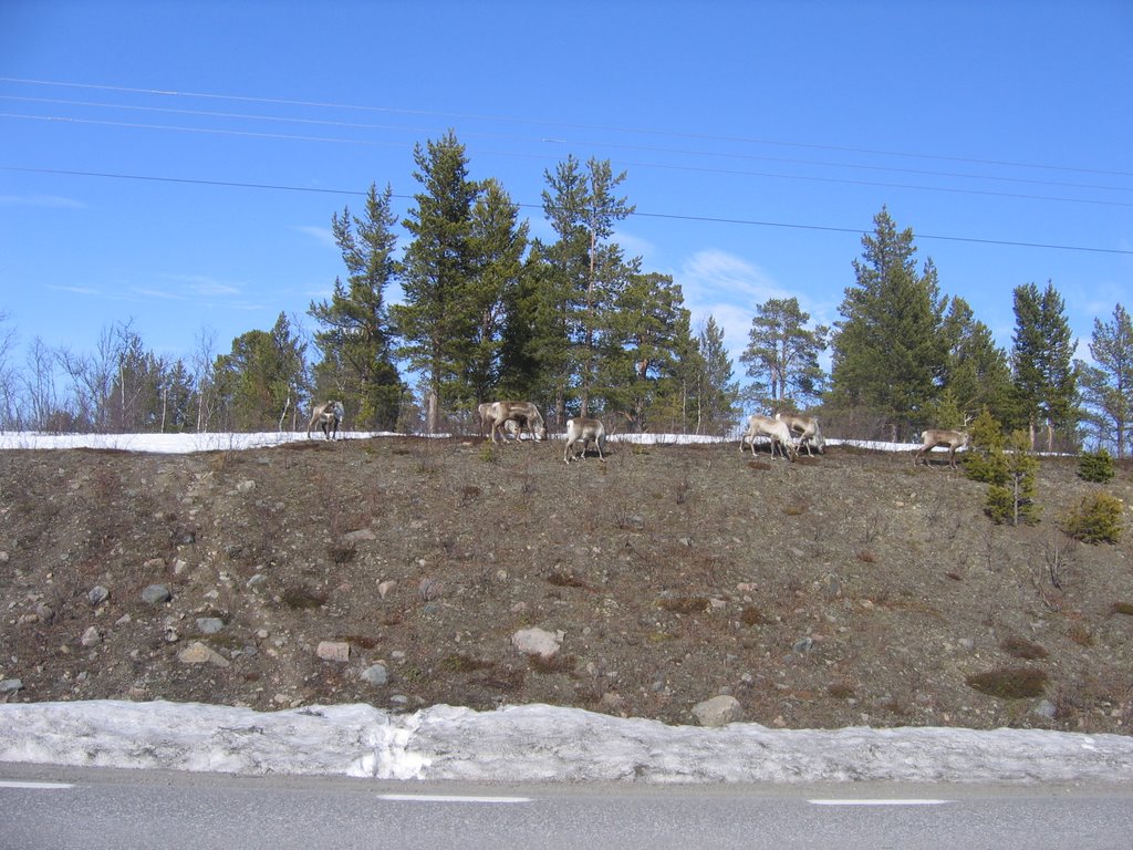 Reindeer at Östra Rautasälven / Lulit Suorri in spring by Gerrit Holl