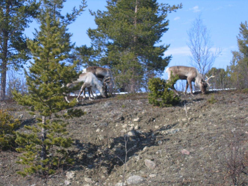 Reindeer at Östra Rautasälven / Lulit Suorri in spring by Gerrit Holl