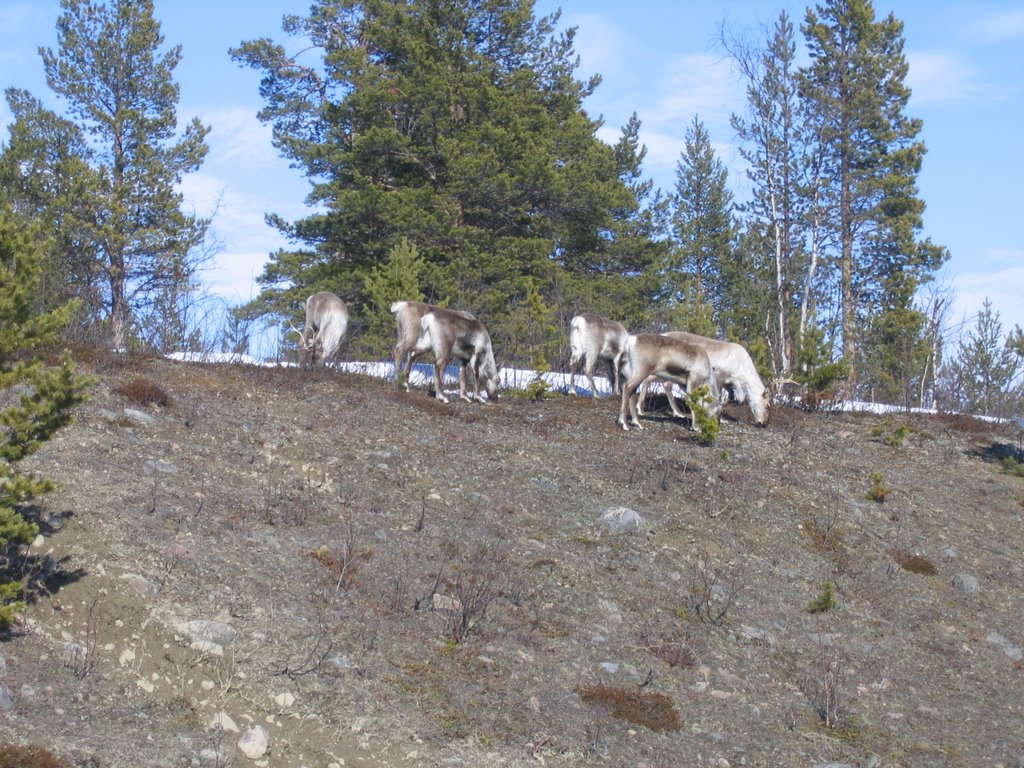 Reindeer at Östra Rautasälven / Lulit Suorri in spring by Gerrit Holl