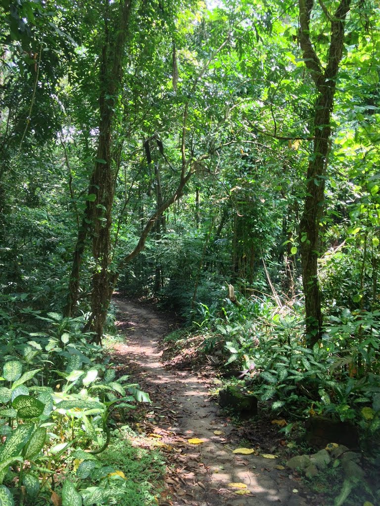 Kampong Trail, Bukit Timah, Singapore by metrotrekker