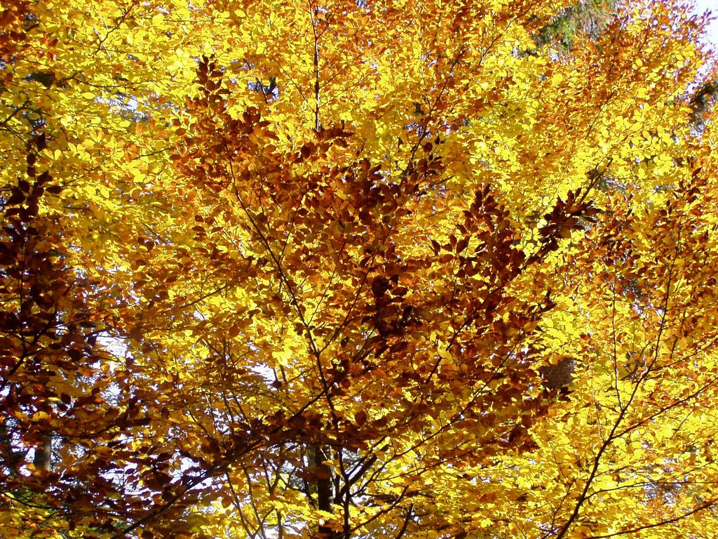 Altweibersommer, Indiansummer by Ellen Haider