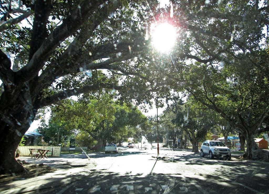 Dongara - Moreton Street & its Fig Trees by Peter Connolly