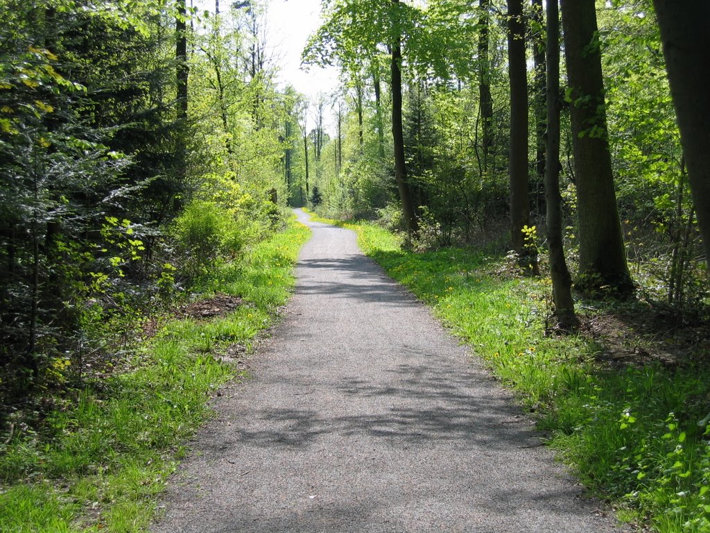 Einsamer Weg im Degerlocher Wald by 19achtzig