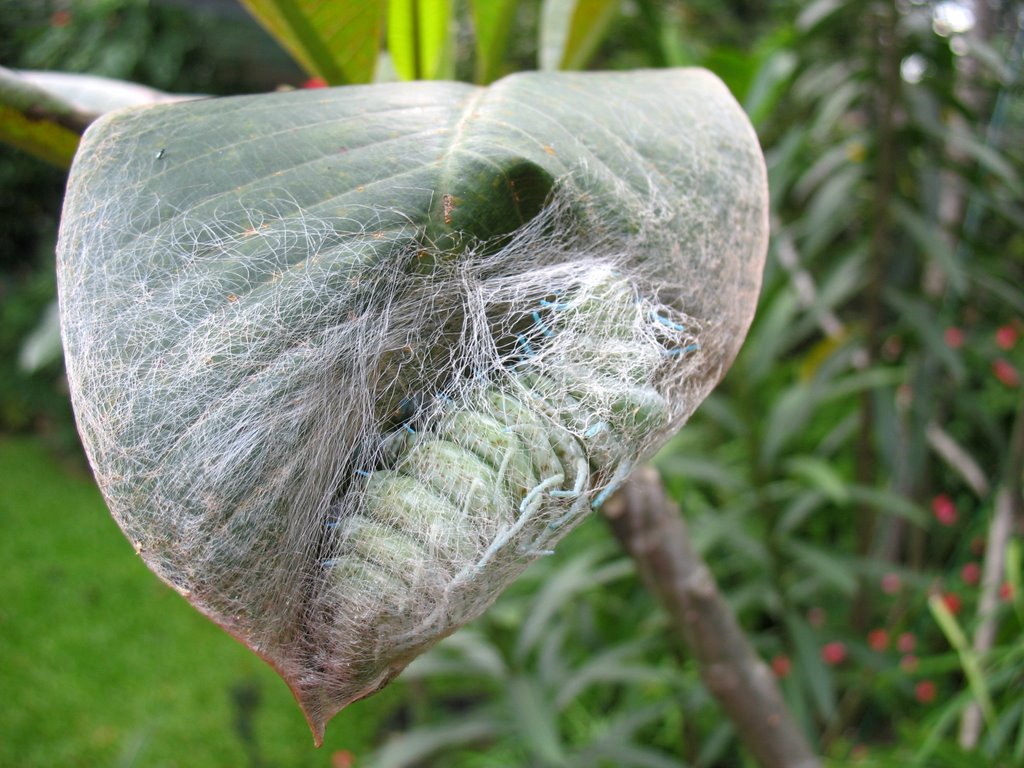 Caterpillar 'Attacus Atlas' butterfly cocooning (1) by Chris10 ©