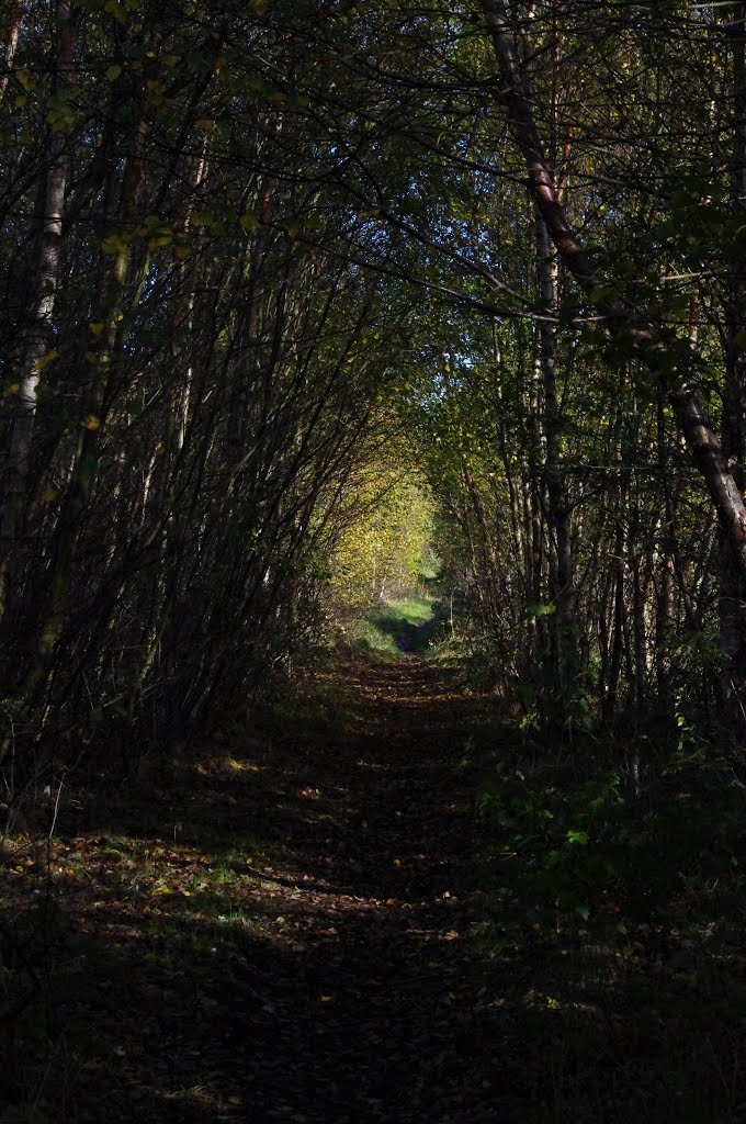 South Staffordshire Railway by Oystercatcherer