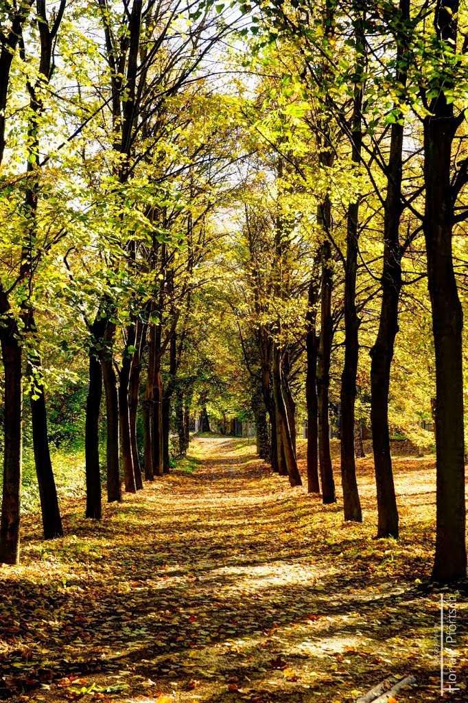 Laub-Allee HDR, Okt 2013 by Florian Pförtsch