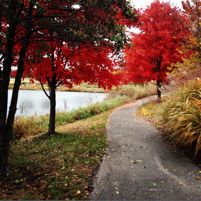 Vibrant Path - Pond by TFaraone