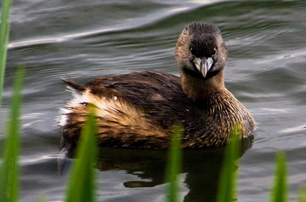 Are you Lookin' at me? by ai savery