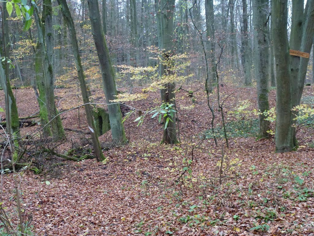 Laubwald am Ohrwaschl by Luchs