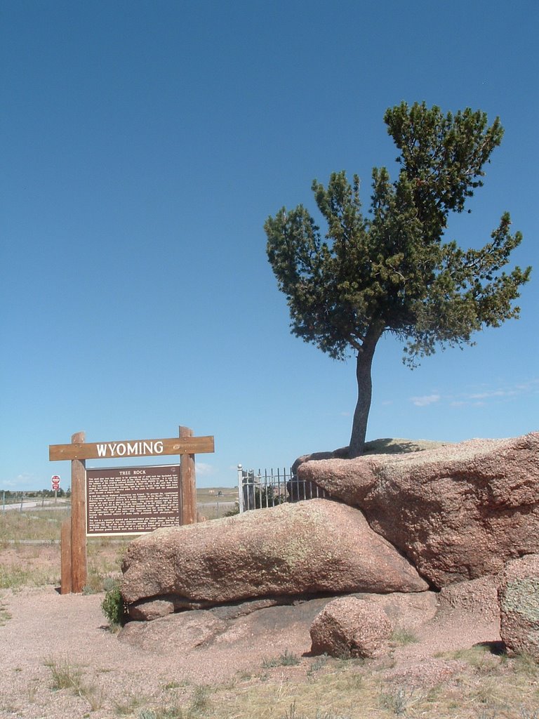 Tree in Rock by mapcat