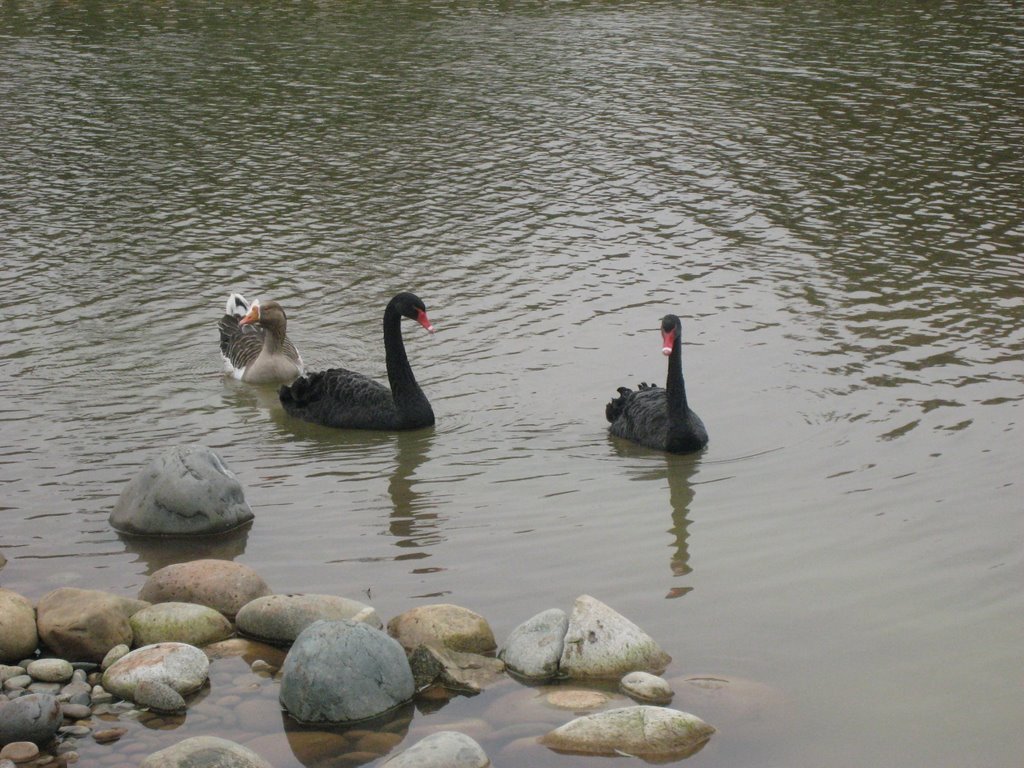 Black Swans by EarthCitizen