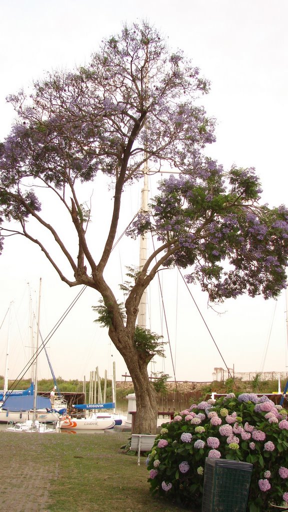 Jacaranda y Hortencias del Nautico Quilmes by oscar09