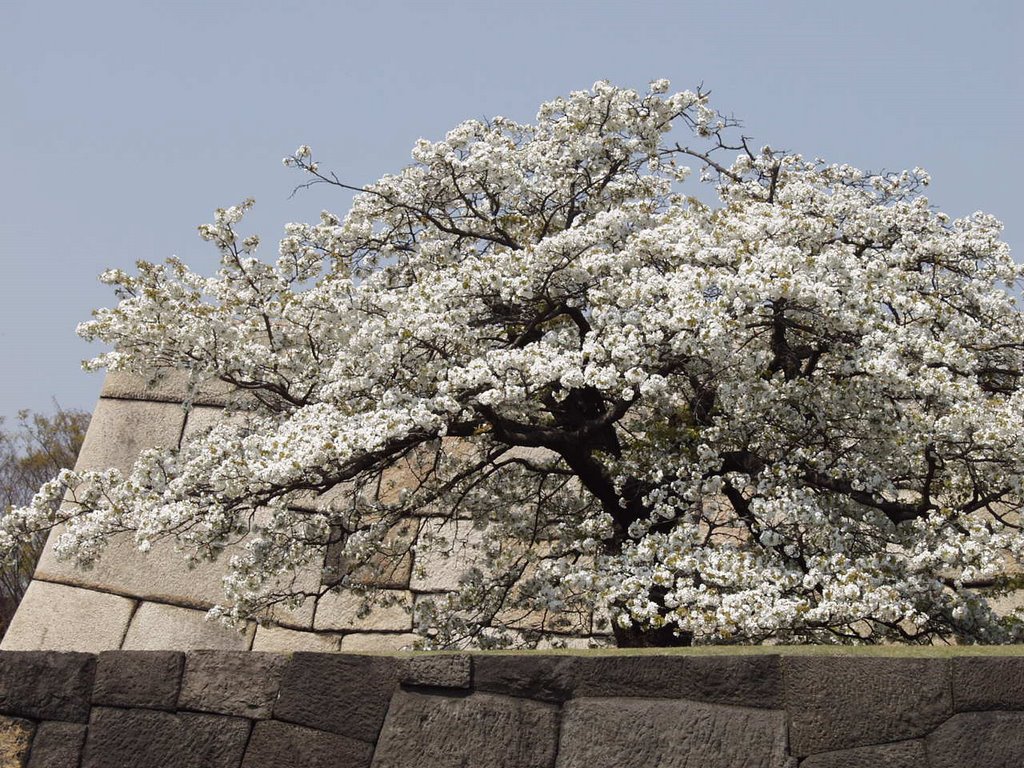 Cherry Blossom at Edo Castle by Takao Kamimura