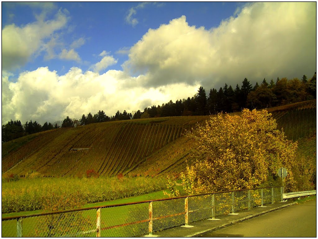 November Grau - Master Seasons Rhine Valley 2013 Vines - der Euro muß weg - Die Kroko muß weg by jettcom