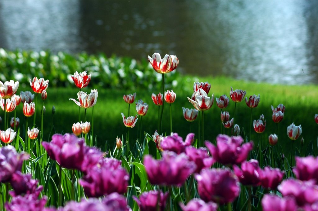 Tulips in Showa Memorial Park by t-hideyuki