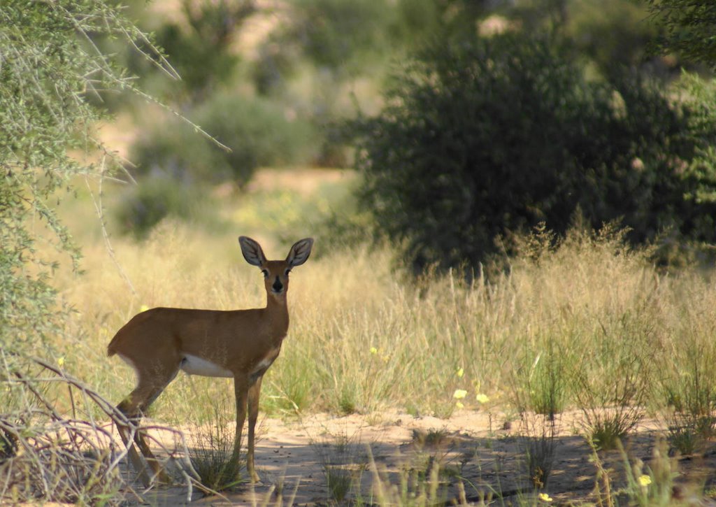 Doika in Kalahari by David Udbjorg