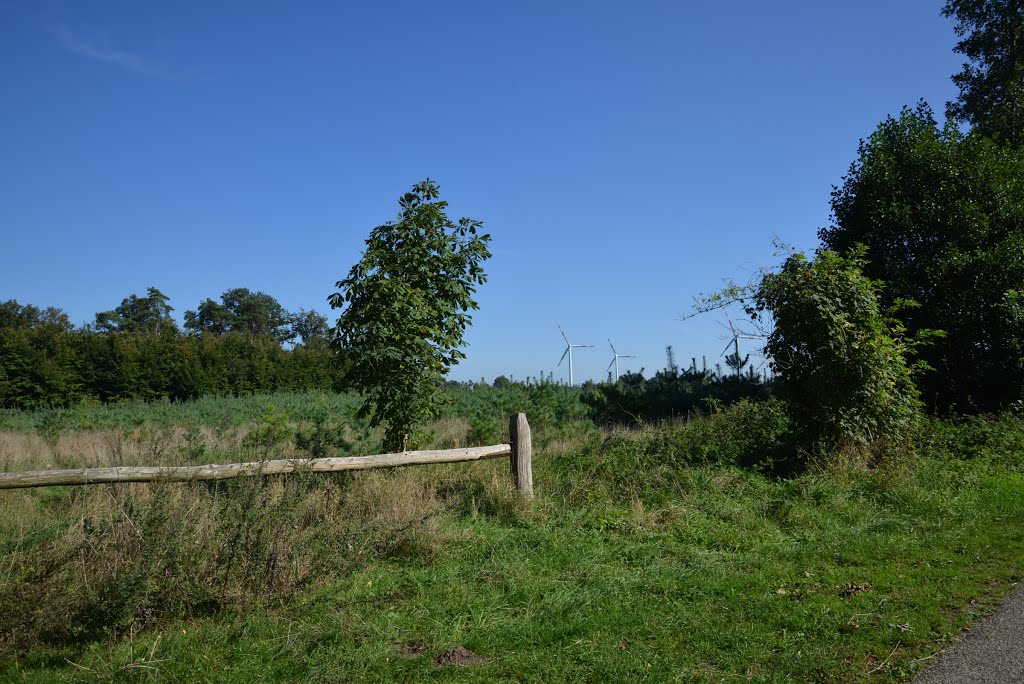 Schüttensteiner Wald by JODAFOTO