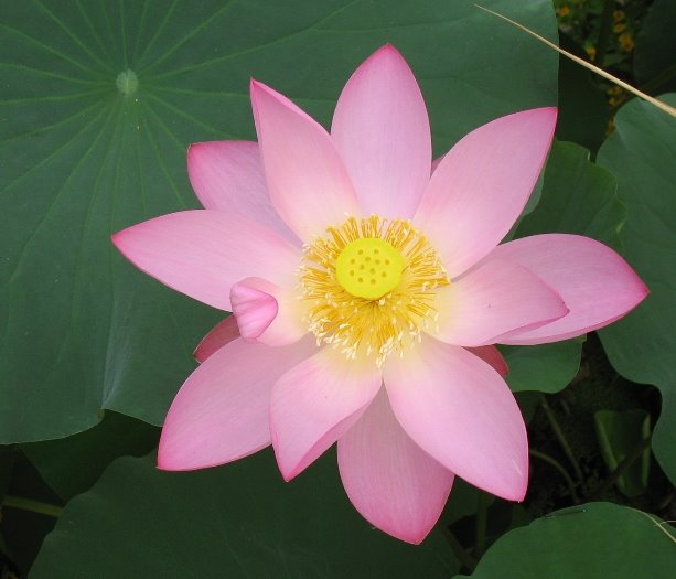 Water lily 0117 by Yun.D