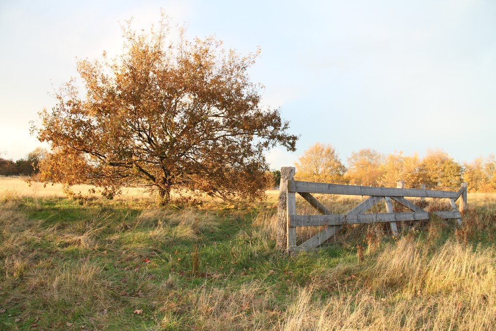 Autumn Foliage by Dike1970