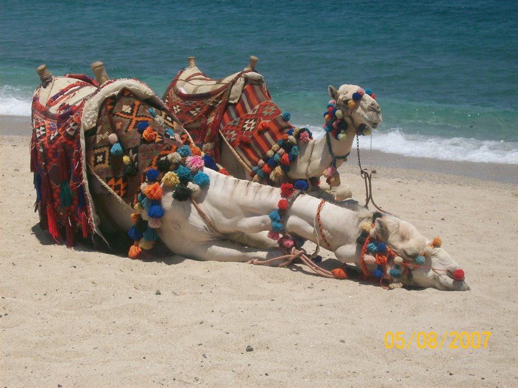 Siesta di cammelli in spiaggia by mantina