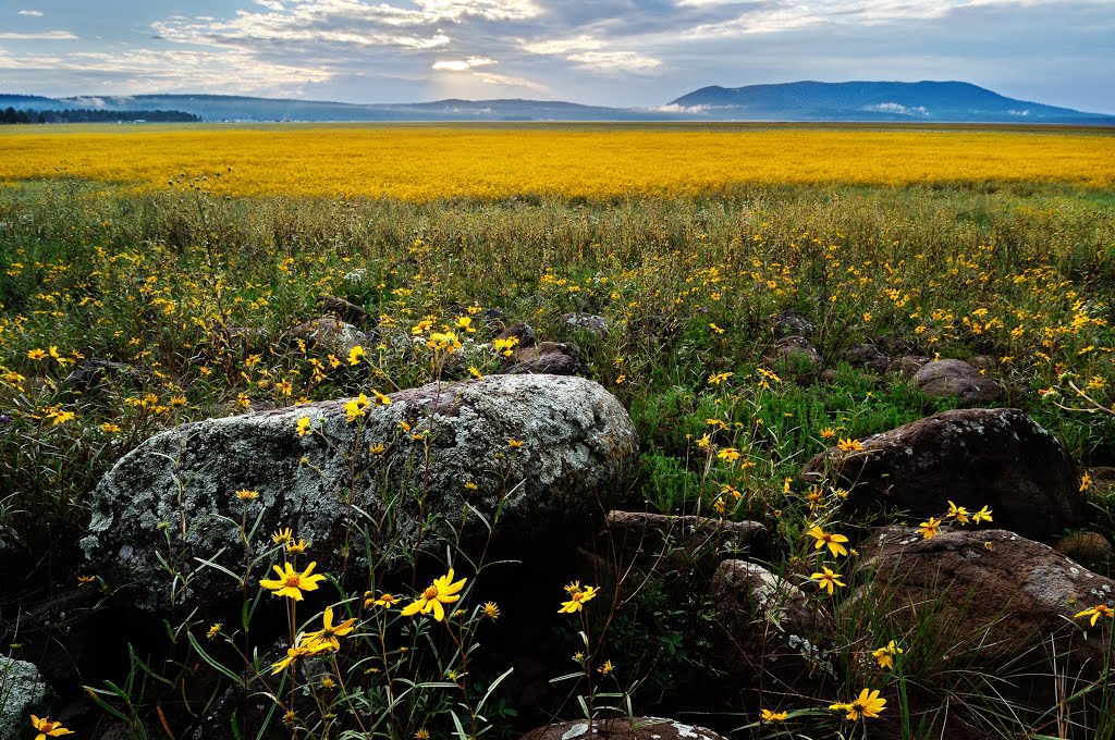 Shoreline of Mormon Lake by bcm79