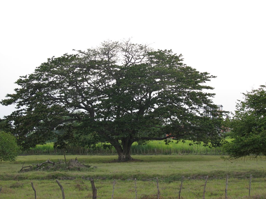 Cienaga - Magdalena. by Ed. Me. Mo.