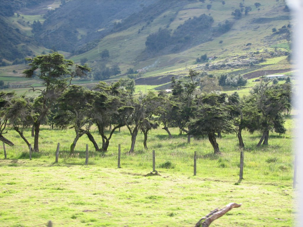 Arboles torcidos - Arcabuco. by Ed.Me.Mo.