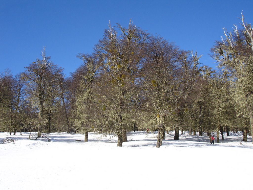 Bosques - Chapelco by ajoliveira01