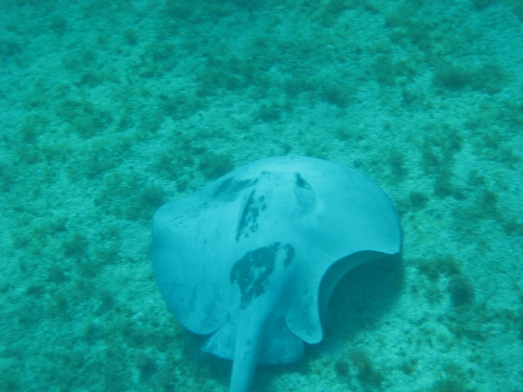 Raie, photo sous-marine au Grand Xcaret by gbouchard