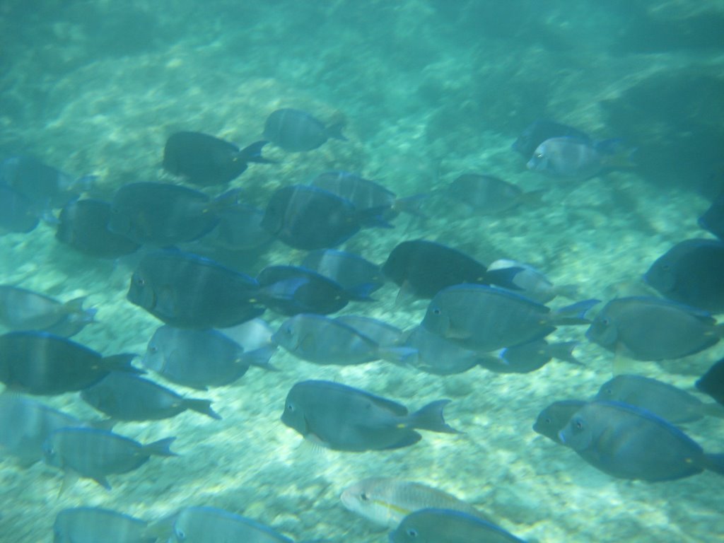 Poissons dans la lagune du Grand Xcaret by gbouchard