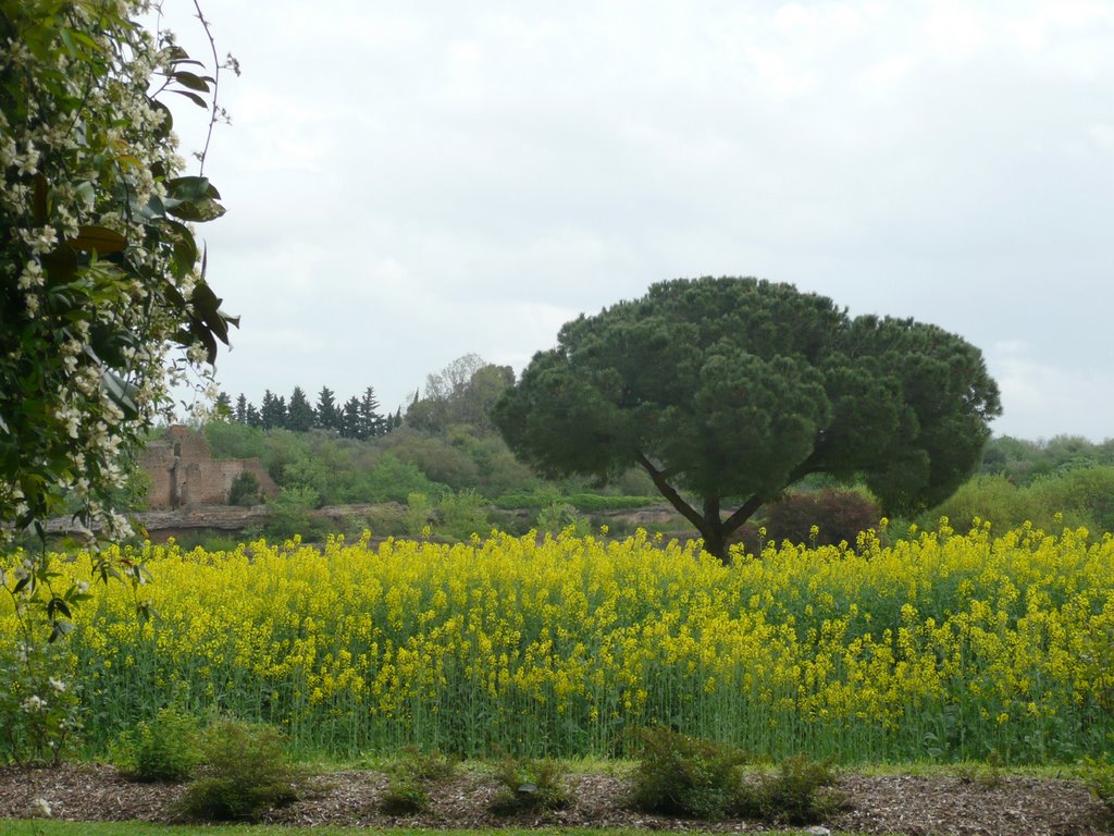 Roma, campi di colza fioriti sull' Appia Antica by Aldo Ferretto