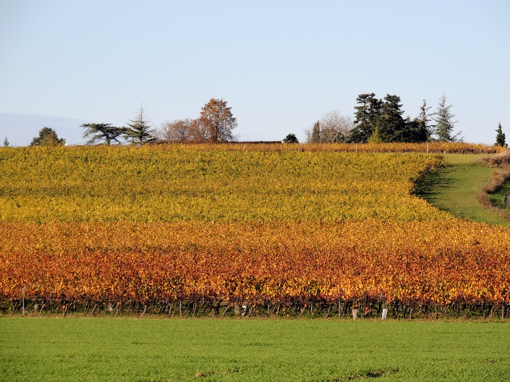 Vignobles d'automne à CESTAYROLS - TARN by Jean THIERS