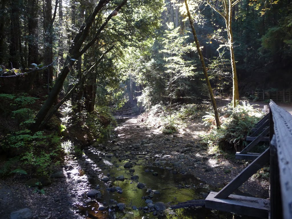 The Forest of Nisene Marks SP by Alexander Avtanski