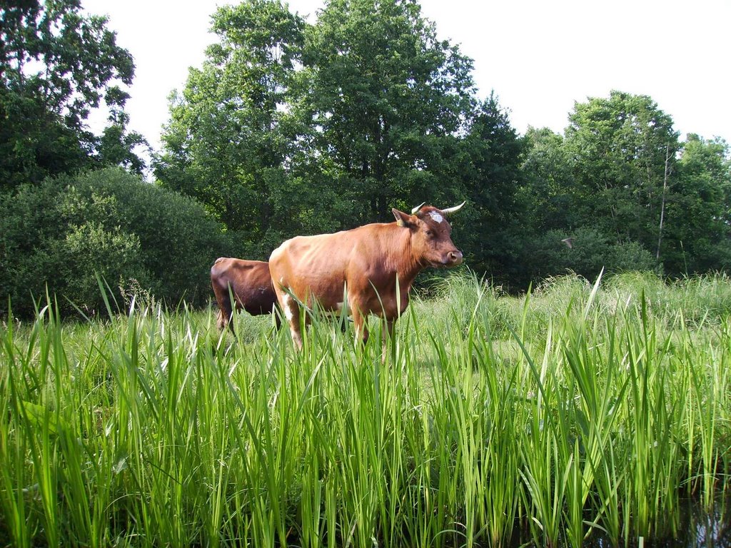 Lehde, Lübbenau/Spreewald, Germany by yeti2001