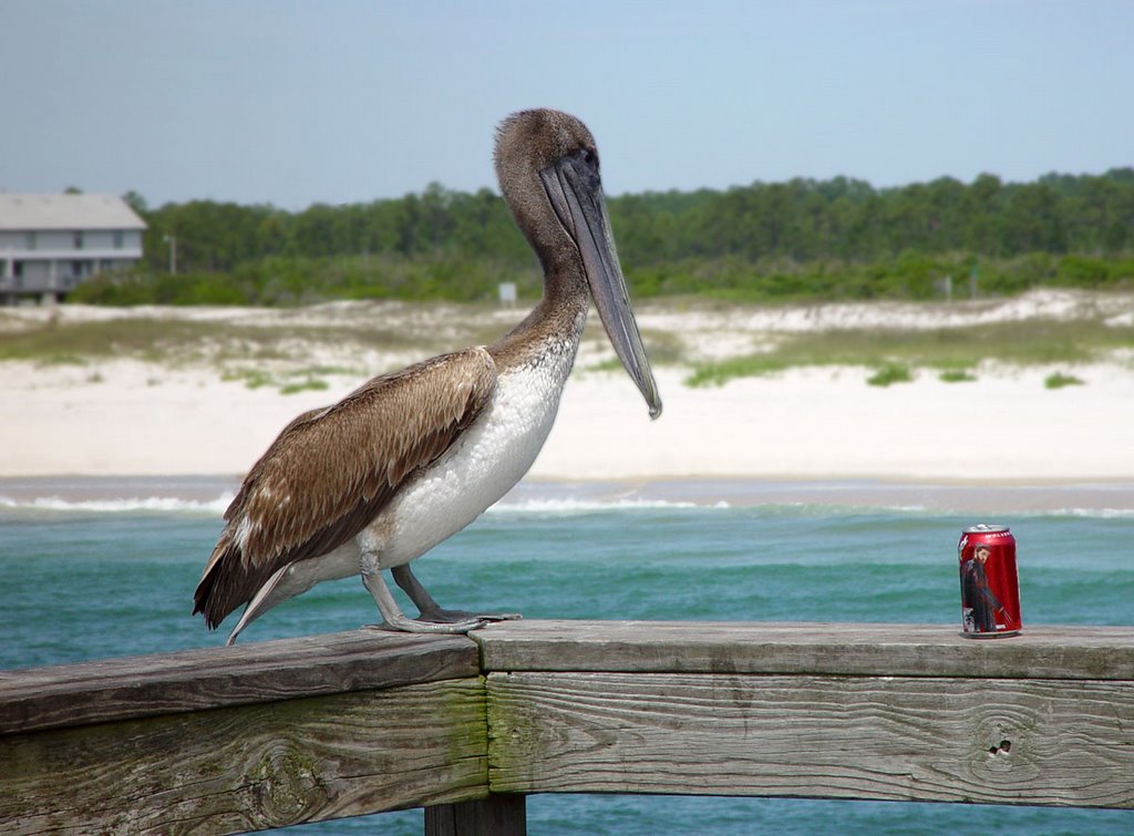 The Pelican and the pop can by dwpelland