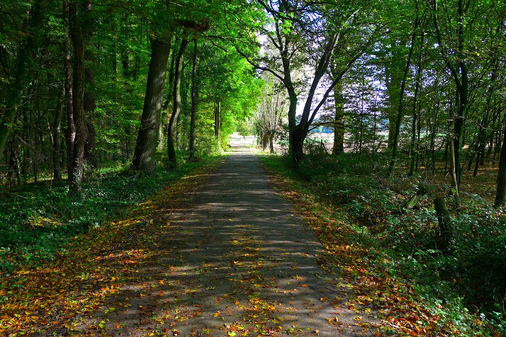 Waldweg auf dem Scharmeder Berg by HWP