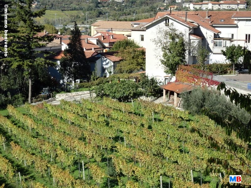 SORBO SERPiCO_vigne di Palazzo Brancaccio by ©mimmo benivento