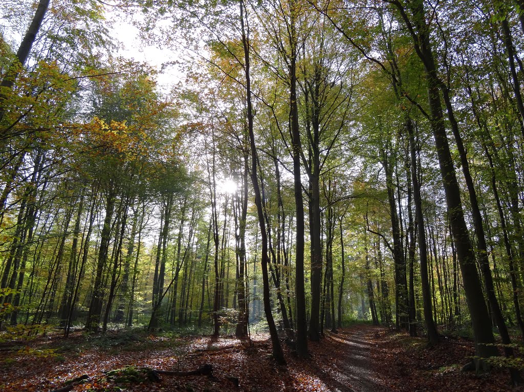 Herfst in het Zoniënwoud Sint-Pieters-Woluwe by Pascal Van Acker